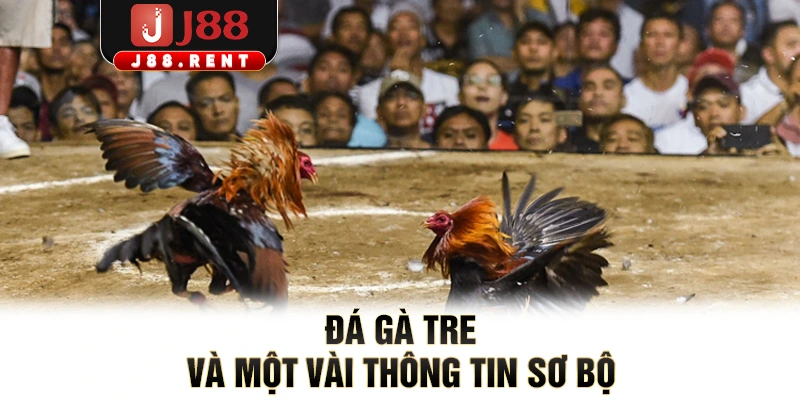 Đá gà tre và một vài thông tin sơ bộ