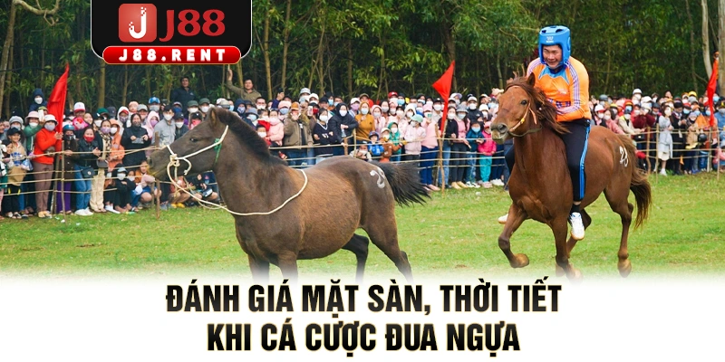 Đánh giá mặt sàn, thời tiết khi cá cược đua ngựa